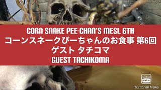 Corn Snake Pee-chan's meal 6th Guest Tachikoma コーンスネーク ぴーちゃんのお食事 第６回🐍ゲスト タチコマ