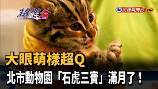 大眼萌樣超Q 北市動物園「石虎三寶」滿月了!－民視新聞