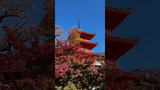 Autumn leaves in Kyoto