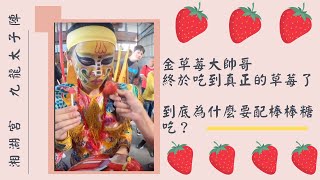 【九龍太子陣 直播】  - 金草莓大帥哥終於吃到真正的草莓了！到底為什麼要配棒棒糖吃？