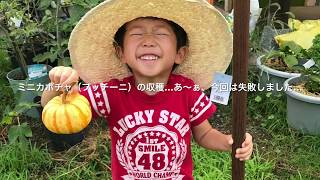 動画で家庭菜園『ミニカボチャ(プッチーニ)の収穫…あ～ぁ、今回は失敗しました…』Ｈ29.7.21