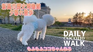 ビションフリーゼ  ココちゃん！毎日のお散歩#ビションフリーゼ #bichonfrise