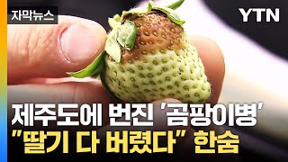 [자막뉴스] 제주도에 퍼진 '곰팡이병'...\