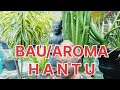 TIMBANGANE NGOPO: CIRI BAU/ AROMA HANTU.