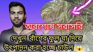 দেখুন বাঁশের ফুল॥১০০ বছরে দেখা যায় এক বার 😱😱 Bamboo flowers!