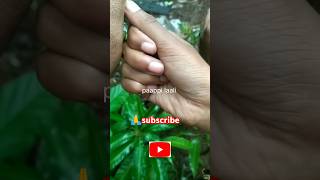 ഞാനൊരു പാവം 🤣🤣🤣#shorts #trendingreels #trendingvideo #paappilaali #flower #love