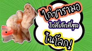 ไก่ทึ่ตัวเล็กที่สุดในโลก