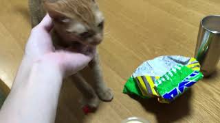 プリンを盗もうとする泥棒猫