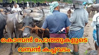 ഒരു പോത്തിന്റെ വിലക്ക് രണ്ട് പോത്തിനെ വാങ്ങി #cattlemarket#buffallo#A4agrotech