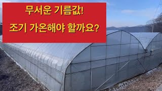 무서운 기름값, 샤인머스켓 조기가온 해야 할까요?