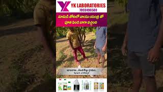 #MangoCultivation మామిడి తోటలో వాయు యంత్ర తో పూత పిందె బాగా వచ్చింది | #VaayuuYantra | YK Lab