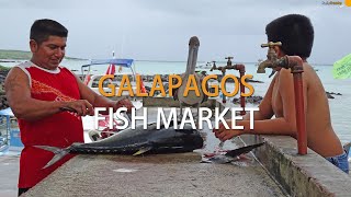 Fish market in Puerto Ayora, Santa Cruz Island, Galapagos