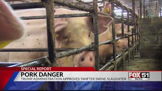 POTENTIAL PORK DANGER: Trump Administration approves swifter swine slaughter and fewer USDA workers