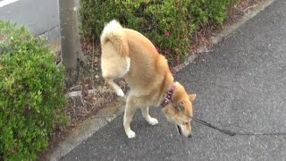 逆立ちしておしっこする犬