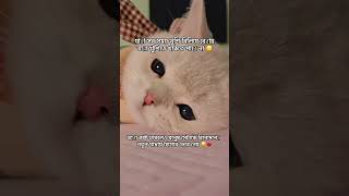 কেমন আছেন আপনারা😊 #banglastatus #funny #catvideos #catfunny #quoets #funnycatvideos #comedy #fyp