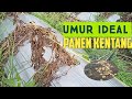 umur yang tepat panen kentang!! agar tidak terjadi umbi busuk