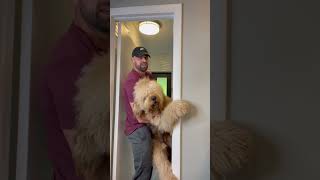 Dog REALLY hates bath time. #goldendoodle #dogdad #grooming