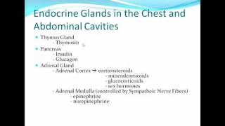 Endocrine System Review