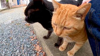 腰トントンが大好きな茶トラ猫、遂に黒猫を突き飛ばす