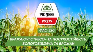 P9279 – посухо- та стресостійкий середньостиглий гібрид кукурудзи Pioneer®