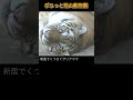 新居でまどろむザリアママ。アムールトラ旭山動物園のキリルファミリー shorts zoo tiger cool