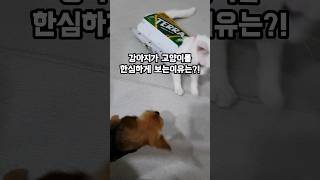 그러게 아저씨 작작좀🤣🤣 comedy cat