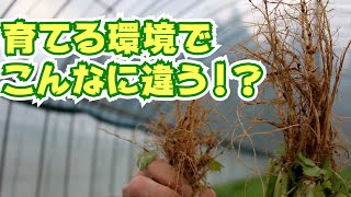 パクチーは育てる環境で、こんなに違う⁉︎