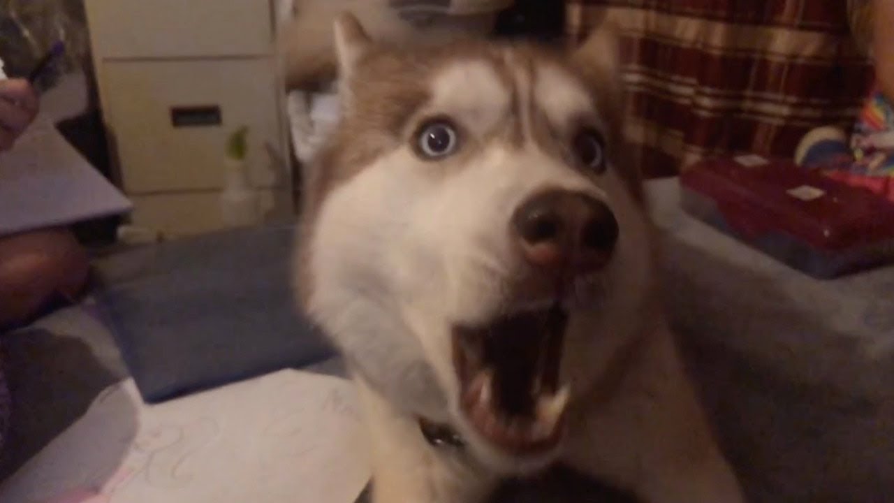 Dog Sounds Like Squeaky Toy Youtube