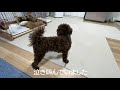 【骨折日記】愛犬が骨折してしまいました