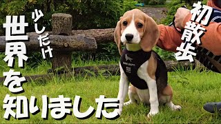 初めてづくしに興奮するビーグル犬『初散歩＆公園』