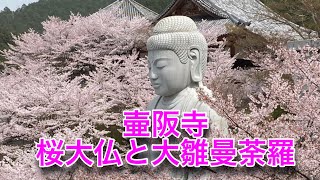 壷阪寺の桜大仏と大雛曼荼羅