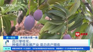 [第一时间]乡村振兴看一线 四川攀枝花：种植芒果发展产业 助力农户增收| CCTV财经