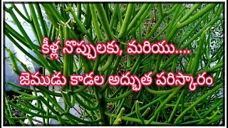 JEMUDU KADA( PENCIL CACTUS) BENEFITS IN TELUGU