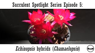 Succulent Spotlight Series Episode 5: Echinopsis Hybrid (Chamaelopsis)