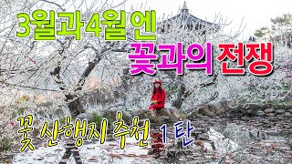 3월4월 꽃산행 꽃여행지  추천 1 탄/ 꽃 산행지 추천 합니다.