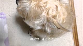 愛犬☆　モコにおやつをあげてみた　ｖｏｌ 1