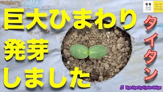 ついに発芽 食用ひまわりの育て方 日々のお手入れ編【不織布取り外し】titan