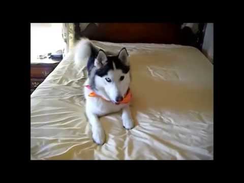 Siberian Husky Won't Let Parents Make the Bed Siberian Husky Won't Let Parents Make the Bed