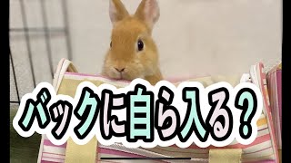 【ウサギ】病院に行くときどうしよう？