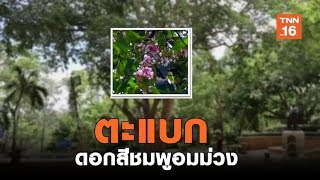 ที่แรกในไทย!! พบตะแบกดอกสีชมพูอมม่วง จ.ภูเก็ต | เรื่องดีดีทั่วไทย