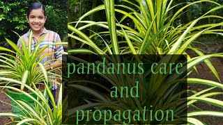 Pandanus care and propagation|Bushy pandanus tips|Pandanus Guide