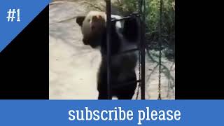 Naughty Panda      Copy 8