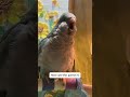 beautiful and obedient parrot 🦜 funny funniest pet moments pets shorts parrot