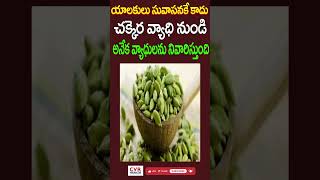 యాలకులు సువాసనకే కాదు చక్కెర వ్యాధి నుండి అనేక వ్యాధులను నివారిస్తుంది | Cardamom | CVR Health News