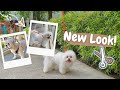 New Look! | Fluffy Shihtzu Family