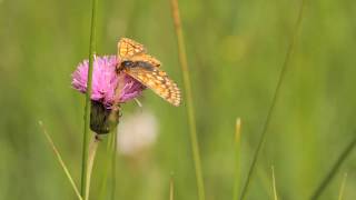 Marsh Fritillary on Dartmoor