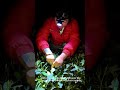 the nighttime tea picking scene of tea farmers harvesting spring tea. work teafarm