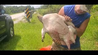 Saving a Giant Softshell Turtle from certain death