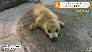 アザラシとライオンの赤ちゃん相次いで生まれる　愛知・豊橋のんほいパーク