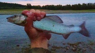 ВСЕ СПЯТ, А Я НА РЫБАЛКУ! ПОЙМАЛ КРУПНОГО ХАРИУСА НА БОМБАРДУ. ЛОВЛЮ РЫБУ НОЧЬЮ.